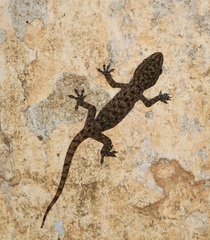 Hemidactylus