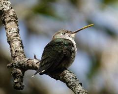 Elliotomyia chionogaster