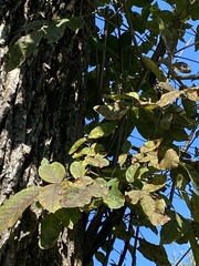 Fraxinus pennsylvanica