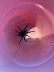 Lycosidae