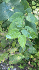 Celtis occidentalis