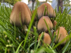 Micacei