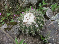 Parodia erinaceus