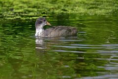 Fulica atra