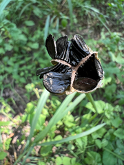 Zephyranthes drummondii
