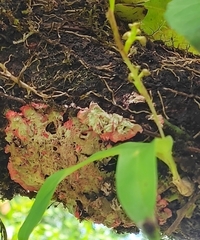 Herpothallon rubrocinctum