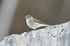 Phylloscopus trochilus