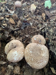 Agaricus langei