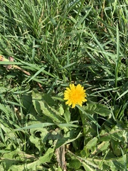 Taraxacum