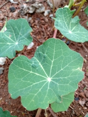 Tropaeolum majus