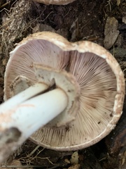 Agaricus langei