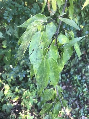Celtis tenuifolia