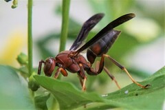 Polistes metricus
