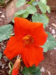 Tropaeolum majus