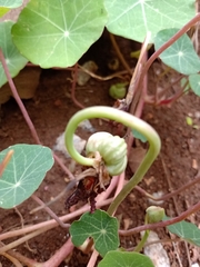 Tropaeolum majus