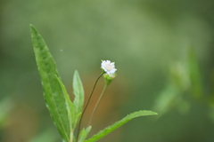 Eclipta prostrata