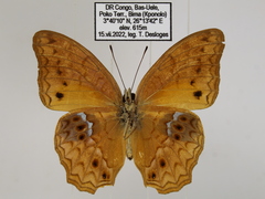 Lachnoptera anticlia
