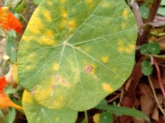 Tropaeolum majus