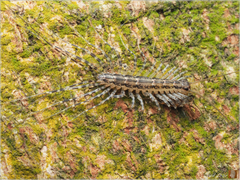 Scutigeridae