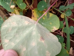 Tropaeolum majus
