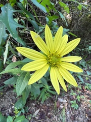 Silphium