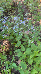 Symphyotrichum cordifolium