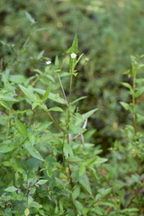 Eclipta prostrata
