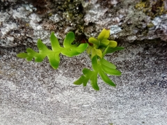 Polypodium