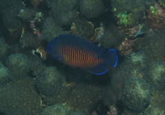 Centropyge bispinosa