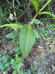 Silphium