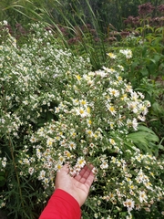 Symphyotrichum lanceolatum interior