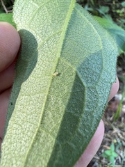 Silphium