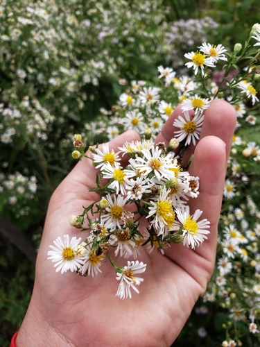 Symphyotrichum lanceolatum var. interior