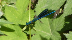 Calopteryx xanthostoma