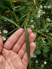 Symphyotrichum lanceolatum interior