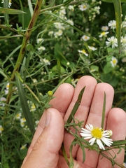 Symphyotrichum lanceolatum interior