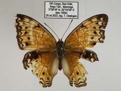 Lachnoptera anticlia