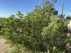 Dodonaea viscosa