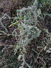 Atriplex tatarica