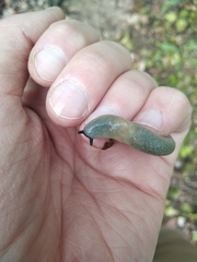 Krynickillus melanocephalus