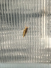 Melanoplus differentialis