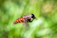 Tabanidae
