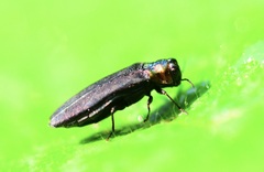 Agrilus ruficollis