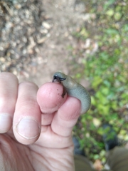 Krynickillus melanocephalus