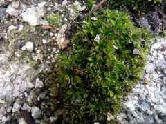 Tortula muralis