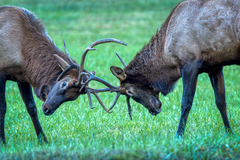 Cervus canadensis canadensis