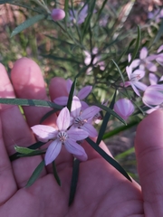 Eriostemon australasius