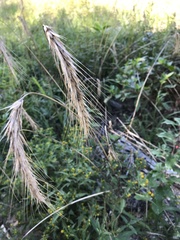 Elymus canadensis