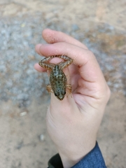 Pelophylax ridibundus