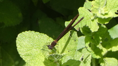 Calopteryx haemorrhoidalis